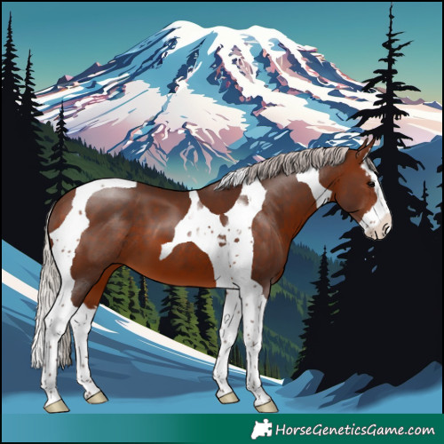Horse Color:Silver Brown Splash Tobiano 