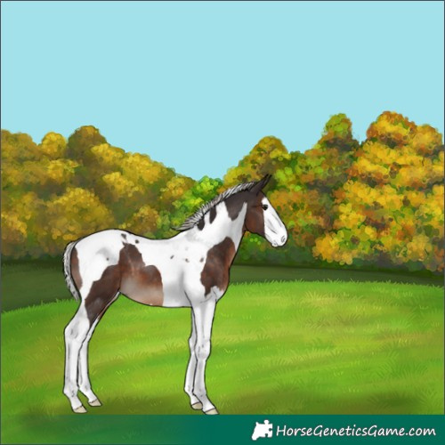 Horse Color:Silver Brown Splash Tobiano 