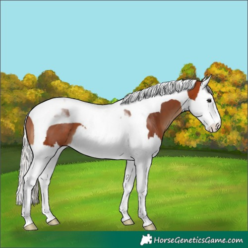 Horse Color:Silver Bay Splash Tobiano 