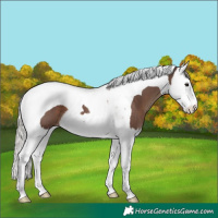 Horse Color:Silver Black Splash Tobiano 