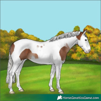 Horse Color:Silver Brown Splash Tobiano 