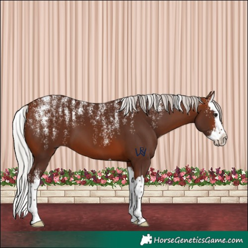 Horse Color:Powder White Silver Bay Splash