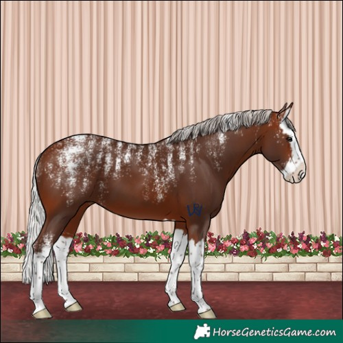 Horse Color:Powder White Silver Bay Splash 