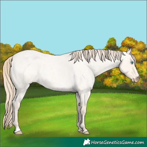 Horse Color:Perlino Roan Dun