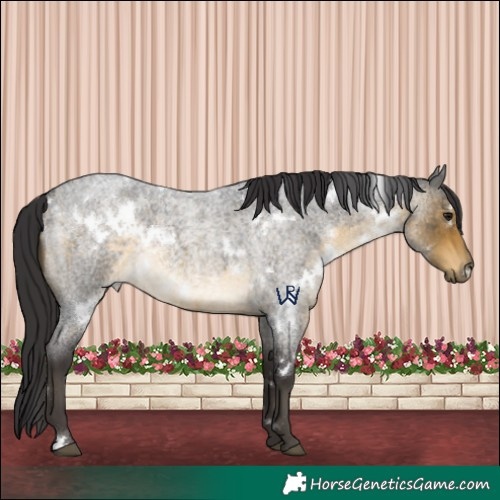 Horse Color:White Spotted Buckskin Roan Rabicano 