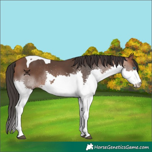 Horse Color:Bay Splash Tobiano Rabicano 
