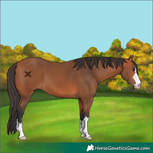 Horse Color:Bay 