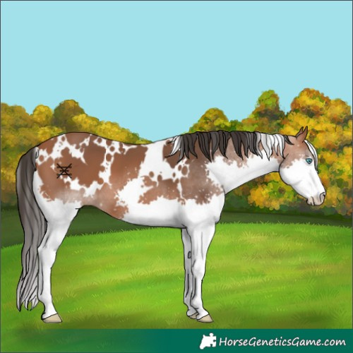 Horse Color:White Spotted Bay Splash