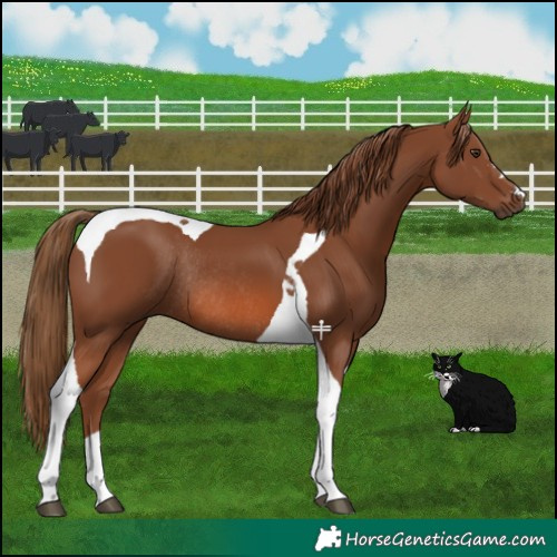 Horse Color:Chestnut Tobiano Rabicano 