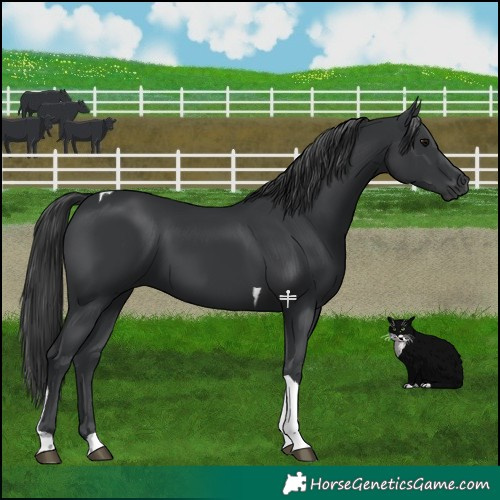 Horse Color:Black Tobiano 