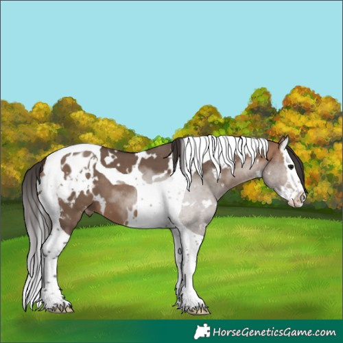 Horse Color:White Spotted Bay Dun Splash Tobiano Skewed Appaloosa 