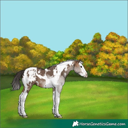 Horse Color:White Spotted Bay Dun Splash Tobiano Skewed Appaloosa 