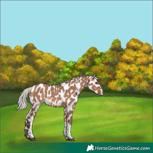 Horse Color:White Spotted Chocolate Silver Bay Dun Tobiano Skewed Appaloosa 