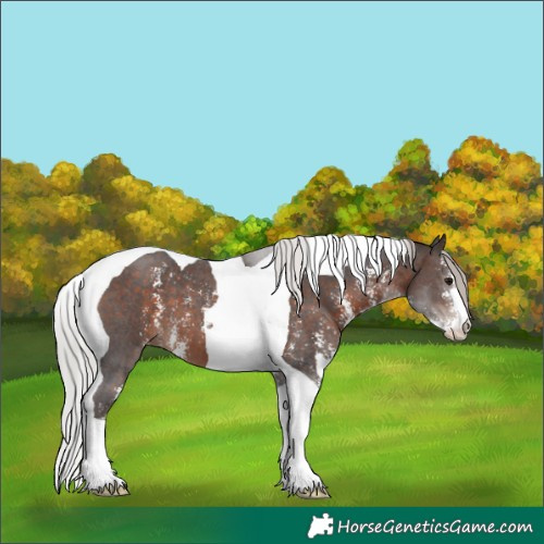 Horse Color:Silver Brown Sabino Tobiano Skewed Appaloosa 
