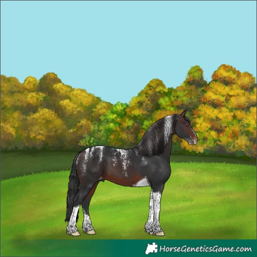 Horse Color:Powder White Brown Tobiano Appaloosa 