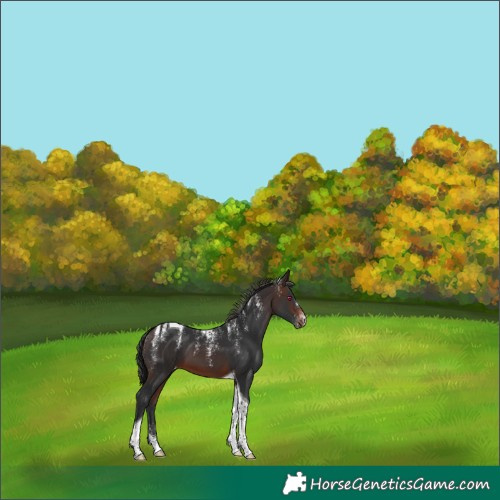 Horse Color:Powder White Brown Tobiano Appaloosa