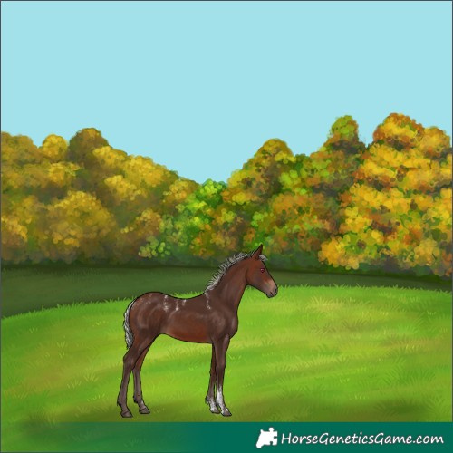 Horse Color:Powder White Silver Brown Rabicano 