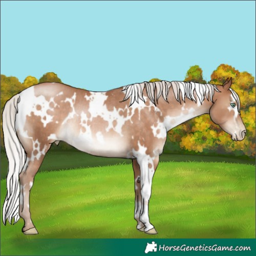 Horse Color:White Spotted Silver Brown Pearl Rabicano 