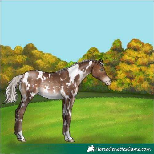 Horse Color:Gray White Spotted Silver Brown Pearl Appaloosa Rabicano 