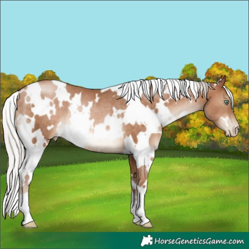 Horse Color:White Spotted Silver Brown Pearl Rabicano 