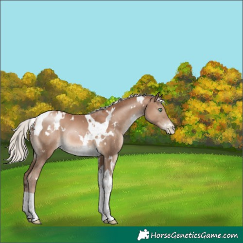 Horse Color:White Spotted Silver Black Pearl Tobiano 