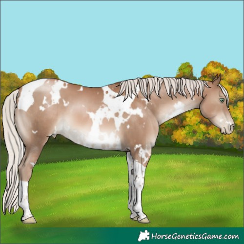 Horse Color:White Spotted Silver Black Pearl Tobiano 