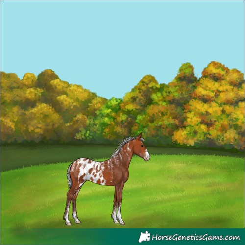 Horse Color:Powder White Silver Bay Skewed Appaloosa 