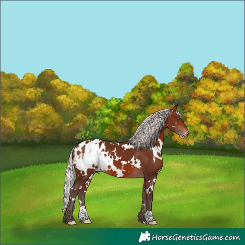Horse Color:White Spotted Silver Brown Appaloosa 