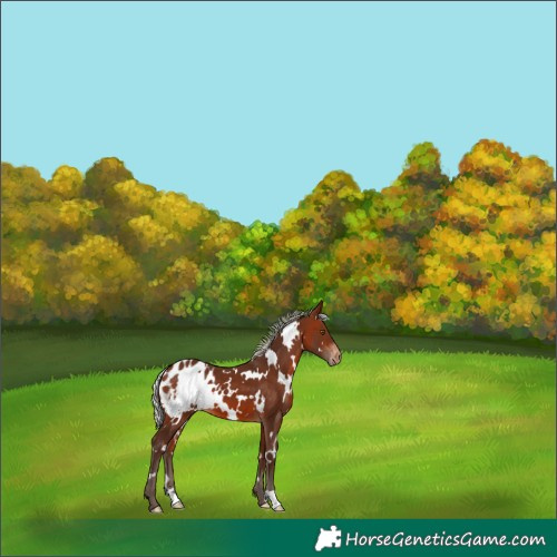 Horse Color:White Spotted Silver Brown Appaloosa 