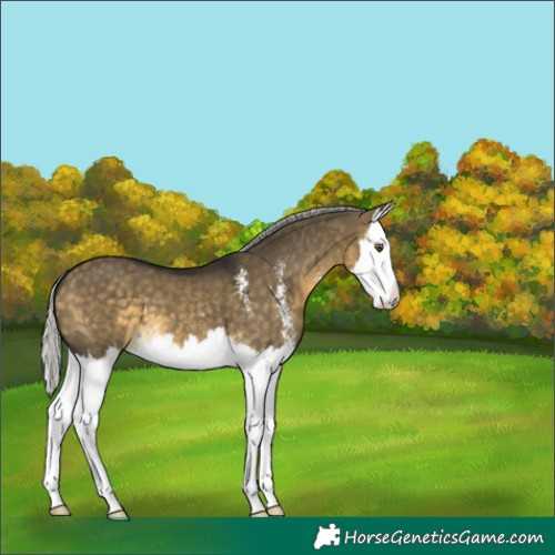 Horse Color:Silver Buckskin Dun Mushroom Sabino Splash