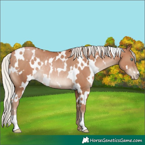Horse Color:White Spotted Silver Black Pearl Rabicano 