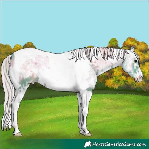 Horse Color:Watercolor White Spotted Silver Blue Onyx Ice Tobiano Appaloosa 