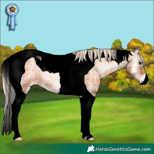 Horse Color:Void Plaid  Silver Blue Onyx Ice Pearl Tobiano Appaloosa 