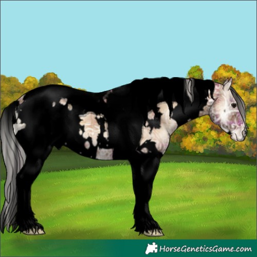 Horse Color:Void Plaid  White Spotted Silver Brown Ice Onyx Tobiano Appaloosa 