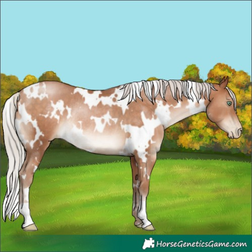 Horse Color:White Spotted Silver Brown Pearl Rabicano 