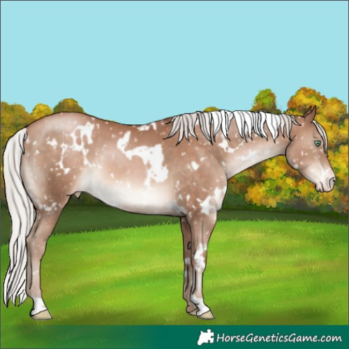 Horse Color:White Spotted Silver Brown Pearl Appaloosa Rabicano 