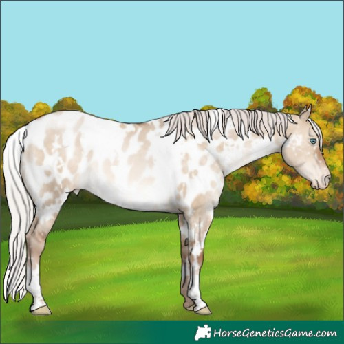 Horse Color:White Spotted Silver Brown Pearl Dun Appaloosa Rabicano 