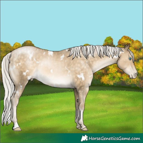 Horse Color:White Spotted Silver Buckskin Pearl Rabicano 