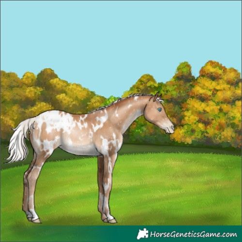 Horse Color:Gray White Spotted Silver Sable Champagne Pearl Appaloosa Rabicano 
