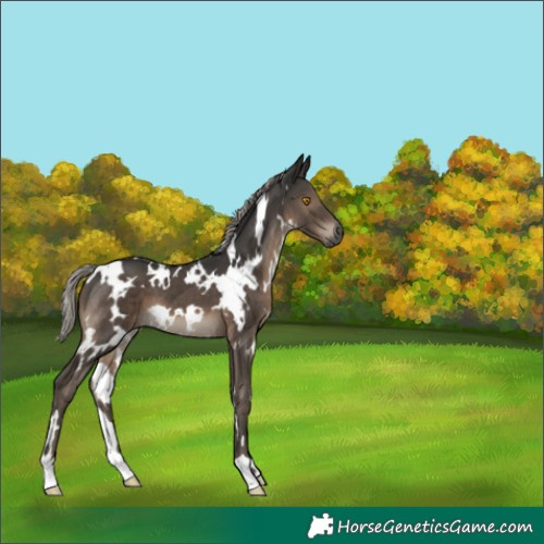 Horse Color:Gray White Spotted Silver Black