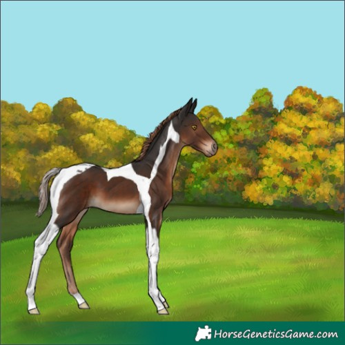 Horse Color:Liver Chestnut Tobiano 