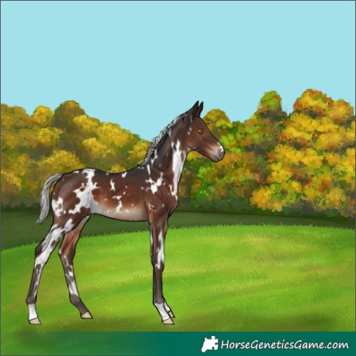 Horse Color:White Spotted Silver Brown