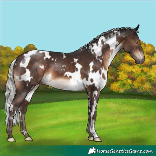 Horse Color:White Spotted Silver Brown 