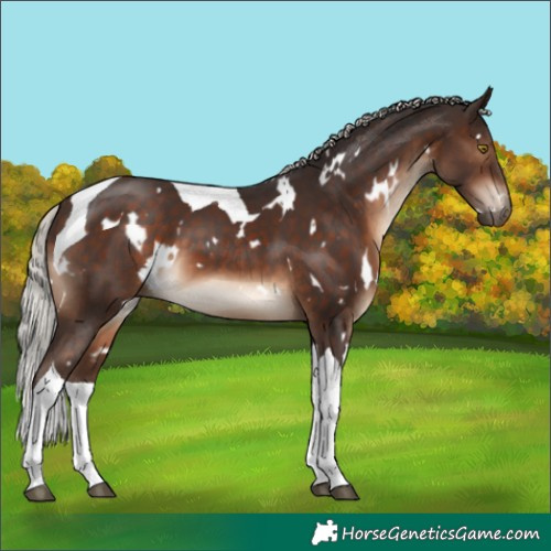 Horse Color:White Spotted Silver Brown Tobiano 