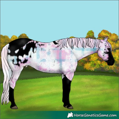 Horse Color:Void Watercolor Plaid  Silver Brown Ice Onyx Sabino Tobiano Appaloosa 