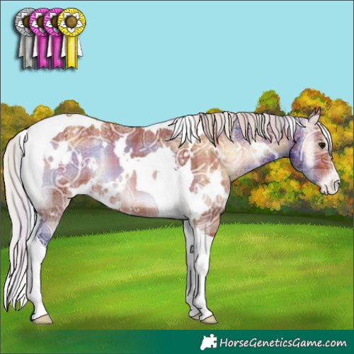 Horse Color:Plaid  White Spotted Silver Bay Ice Onyx Tobiano Appaloosa 