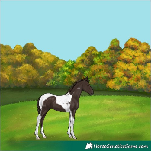 Horse Color:Liver Chestnut Tobiano 