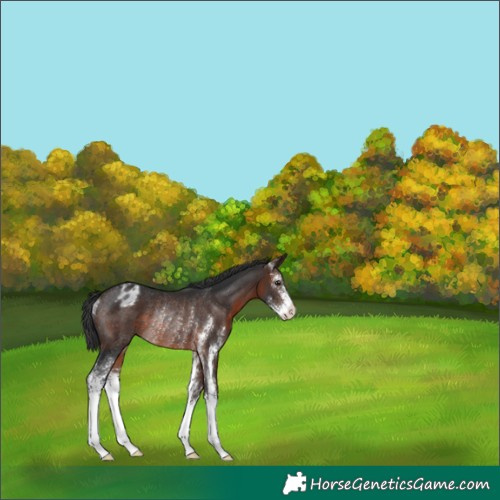 Horse Color:Brown Sabino Appaloosa Rabicano 