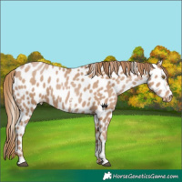 Horse Color:Black Pearl Sabino Appaloosa