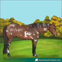 Horse Color:White Spotted Bay 